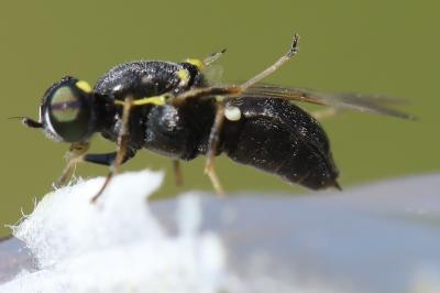 <i>Oxycera leonina</i>