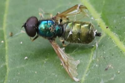 <i>Chloromyia formosa</i>