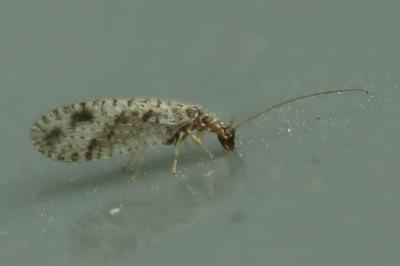 <i>Micromus variegatus</i>