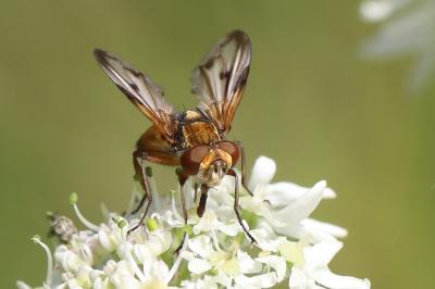 <i>Ectophasia crassipennis</i>