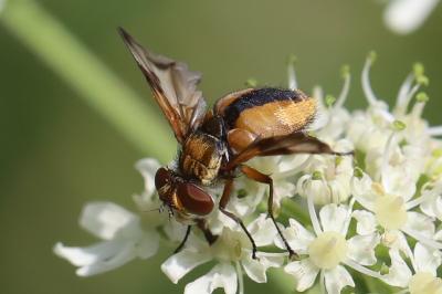 <i>Ectophasia crassipennis</i>