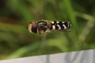 <i>Scaeva pyrastri</i>