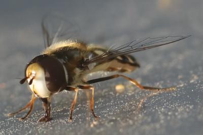 <i>Scaeva pyrastri</i>