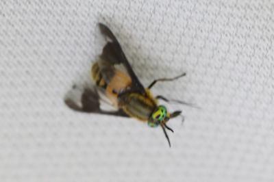 <i>Chrysops viduatus</i>