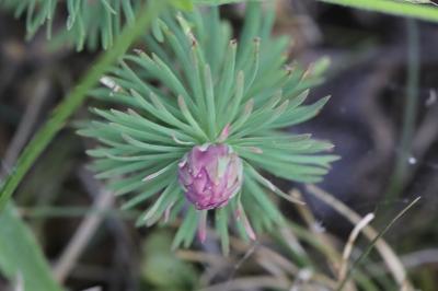 <i>Spurgia euphorbiae</i>