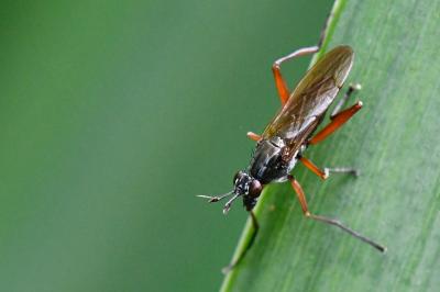 <i>Sepedon sphegea</i>
