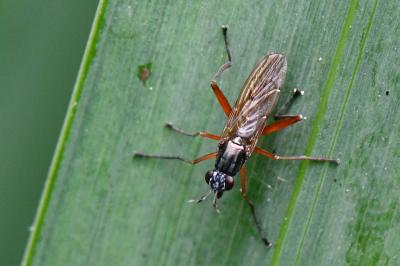 <i>Sepedon sphegea</i>