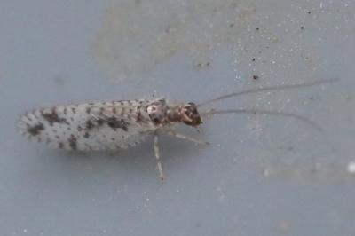 <i>Micromus variegatus</i>