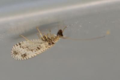 <i>Micromus variegatus</i>