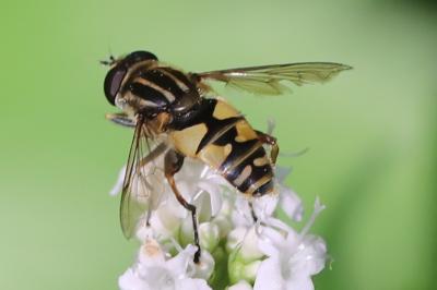 <i>Helophilus pendulus</i>