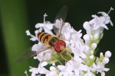 <i>Episyrphus balteatus</i>