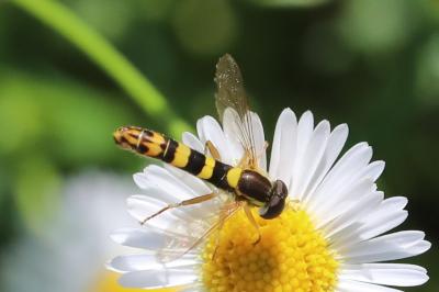 <i>Sphaerophoria scripta</i>