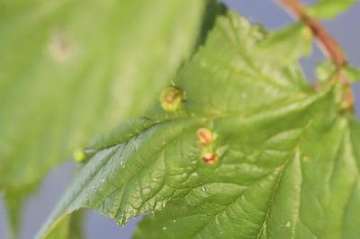 <i>Dasineura ulmaria</i>