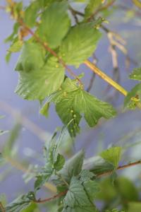 <i>Dasineura ulmaria</i>