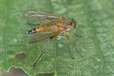 <i>Rhagio tringarius</i>