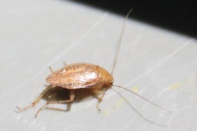 <i>Ectobius pallidus</i>