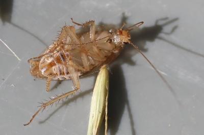 <i>Ectobius pallidus</i>
