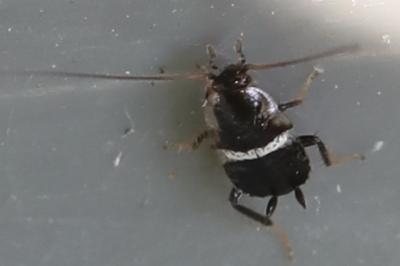 <i>Planuncus vinzi</i>