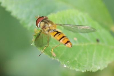 <i>Episyrphus balteatus</i>