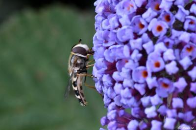 <i>Scaeva pyrastri</i>
