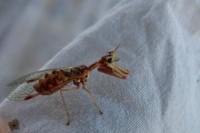 <i>Mantispa styriaca</i>