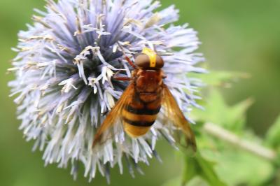 <i>Volucella zonaria</i>