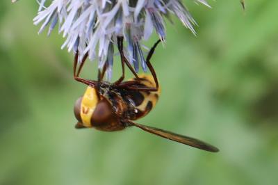Volucella zonaria