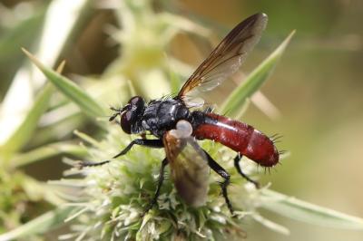 <i>Cylindromyia bicolor</i>