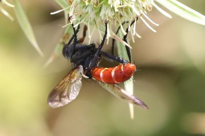 <i>Cylindromyia bicolor</i>