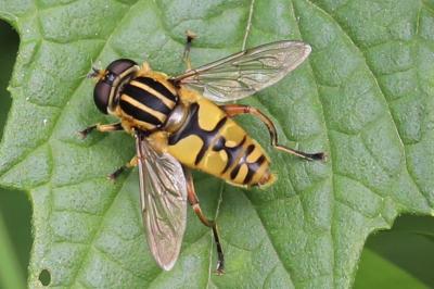 <i>Helophilus pendulus</i>