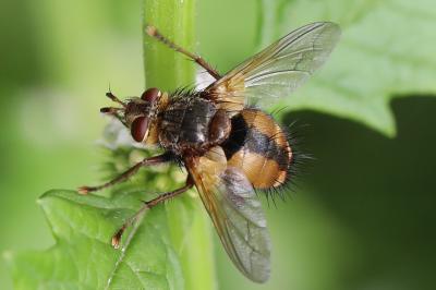 <i>Tachina fera</i>