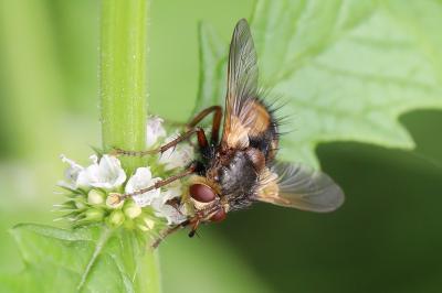 <i>Tachina fera</i>