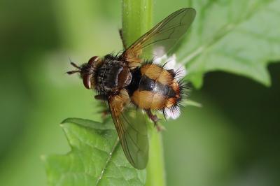 <i>Tachina fera</i>