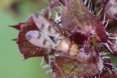 <i>Geomyza tripunctata</i>