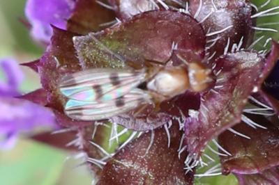 <i>Geomyza tripunctata</i>