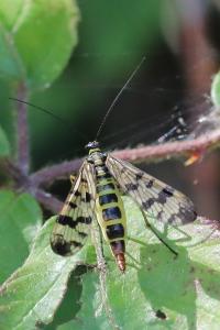 <i>Panorpa vulgaris</i>