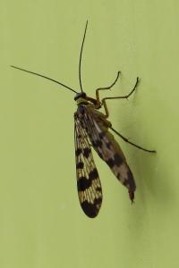 <i>Panorpa vulgaris</i>