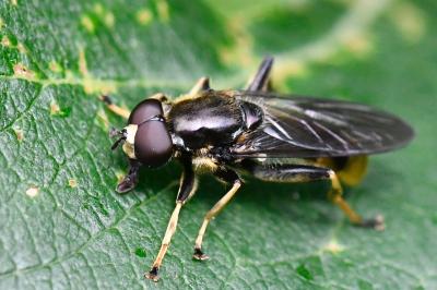 <i>Xylota sylvarum</i>