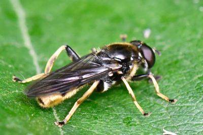 <i>Xylota sylvarum</i>