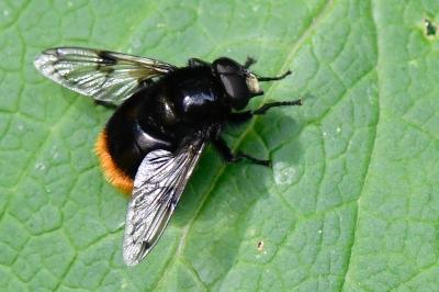 <i>Volucella bombylans</i>