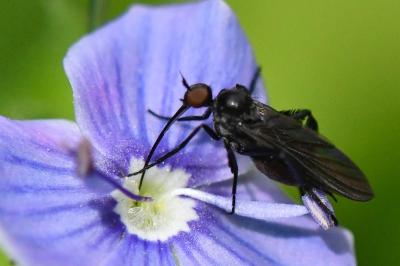 <i>Empis pennipes</i>