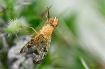 <i>Xyphosia miliaria</i>