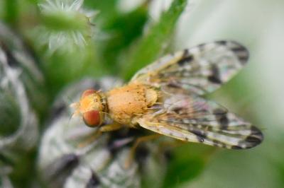 <i>Xyphosia miliaria</i>
