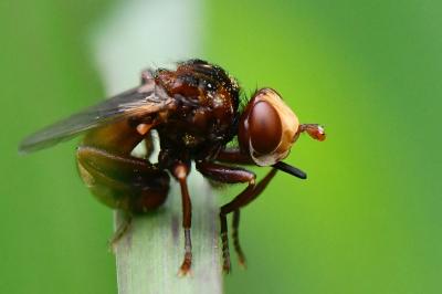 <i>Sicus ferrugineus</i>
