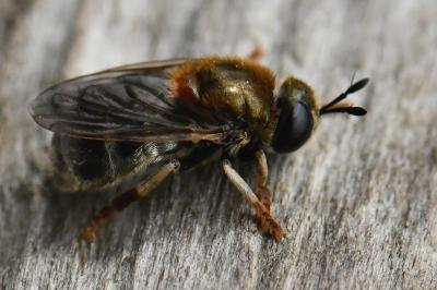 <i>Microdon analis/major</i>