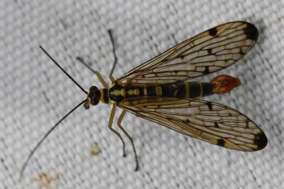 <i>Panorpa germanica</i>