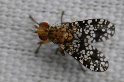 <i>Trypetoptera punctulata</i>