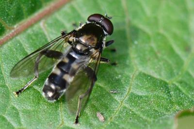 <i>Chalcosyrphus nemorum</i>
