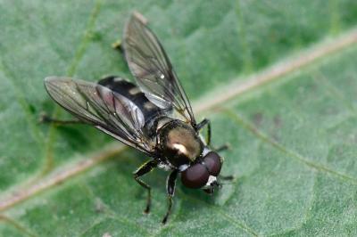 Chalcosyrphus nemorum