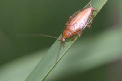 <i>Ectobius pallidus</i>